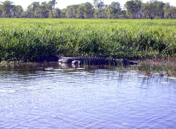 Saltwater Crocodile (Yellow Waters Billabong)